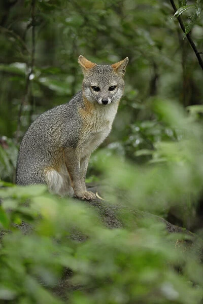 Gray Fox (Urocyon cinereoargenteus) resting on boulder near the Monteverde