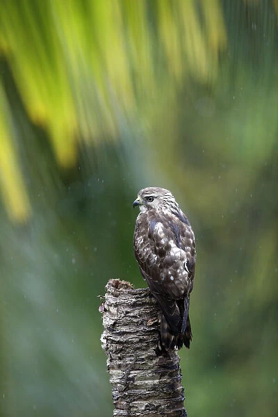 Gray Hawk (Buteo plagiatus) juvenile perching on dead limb