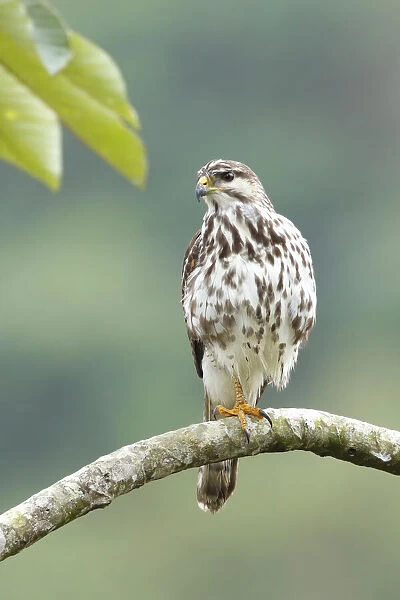 Gray Hawk (Buteo plagiatus) juvenile, Costa Rica