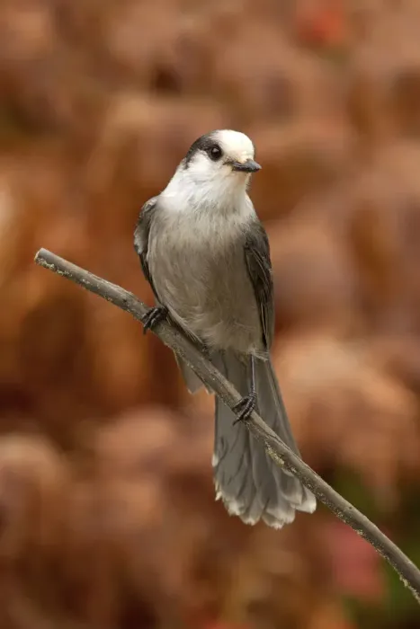 Framed Print : Gray jay Framed Print : Gray jay