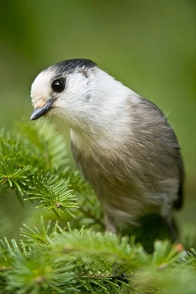 Gray Jay. This is a photograph of a Gray Jay perched on a Spruce Tree branch