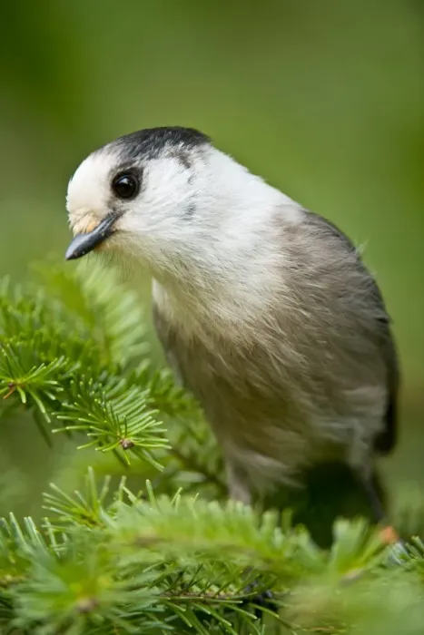 Framed Print : Gray Jay. This is a photograph of a Gray Jay perched on a Spruce Tree branch