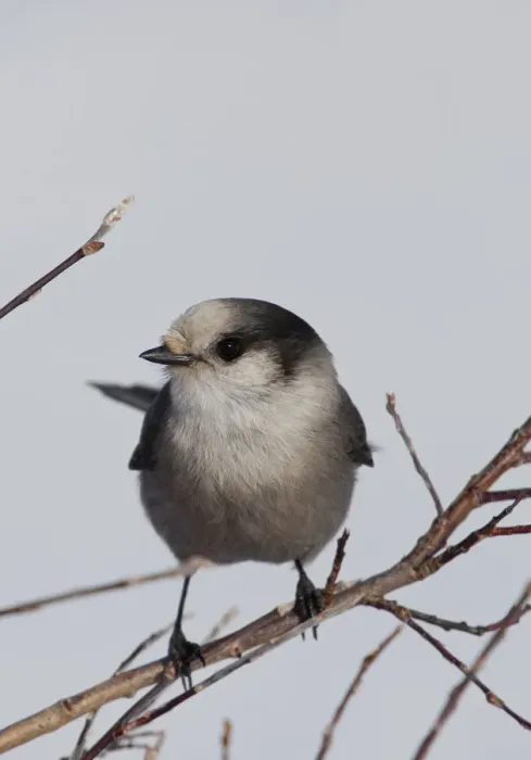Framed Print : Gray Jay, also Grey Jay, Canada Jay, or Whiskey Jack -Perisoreus canadensis-, Yukon Territory, Canada Framed Print : Gray Jay, also Grey Jay, Canada Jay, or Whiskey Jack -Perisoreus canadensis-, Yukon Territory, Canada