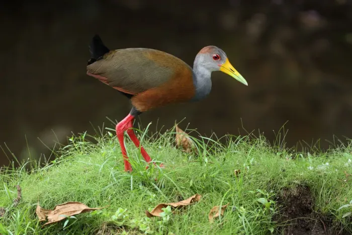 Framed Print : Gray-necked wood-rail Framed Print : Gray-necked wood-rail