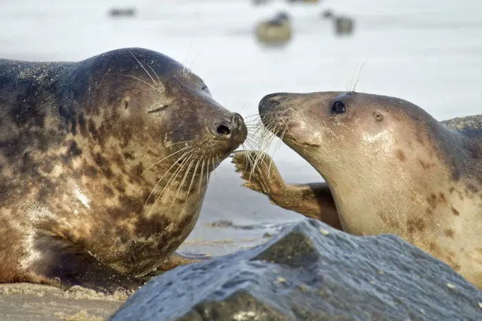 Framed Print : Gray Seal -Halichoerus grypus-, male and female, Helgoland, Schleswig-Holstein, Germany