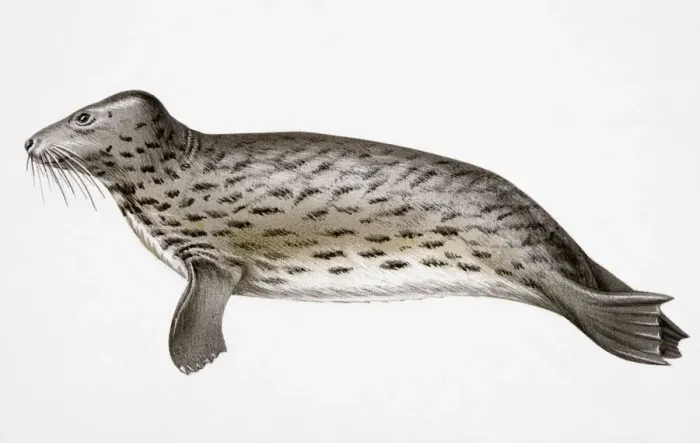 Framed Print : Gray seal (Halichoerus grypus) Framed Print : Gray seal (Halichoerus grypus)