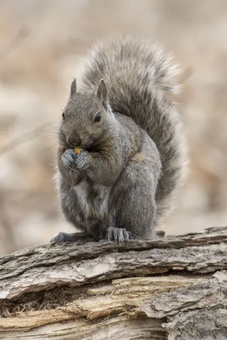 Framed Print : Gray Squirrel
