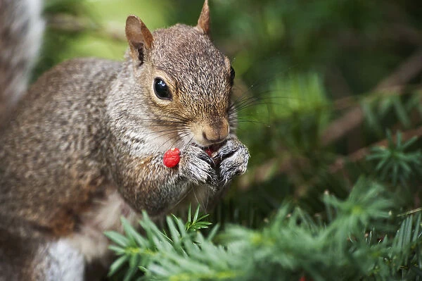 Gray squirrel foraging on yew berries