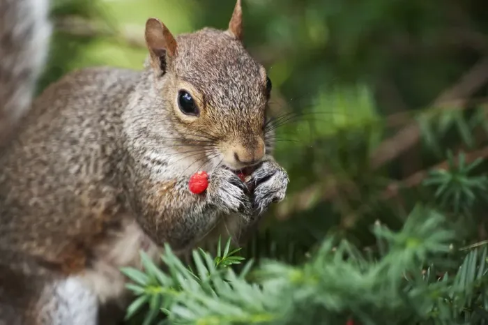Framed Print : Gray squirrel foraging on yew berries Framed Print : Gray squirrel foraging on yew berries