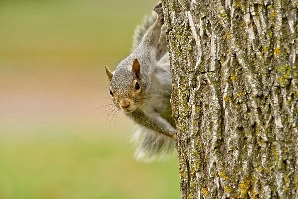 Gray Squirrel On Tree