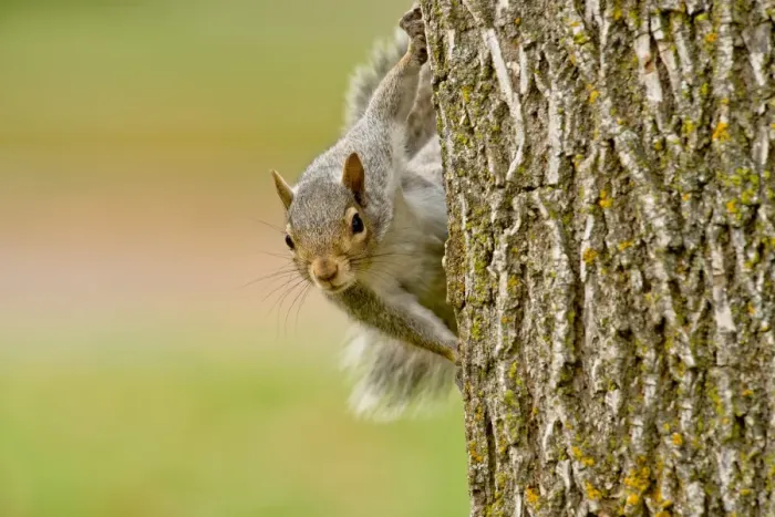 Framed Print : Gray Squirrel On Tree Framed Print : Gray Squirrel On Tree