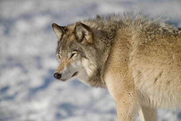 Gray Wolf. A gray wolf looking left on the winter time