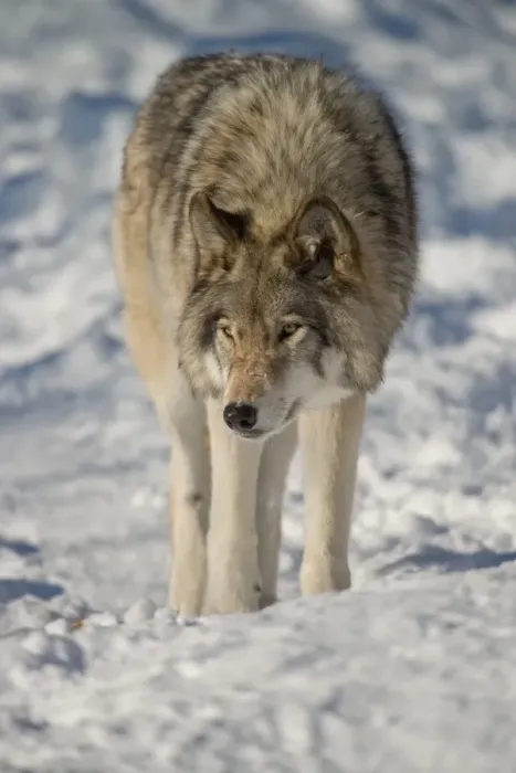 Framed Print : Gray Wolf. A Gray Wolf in the snow Framed Print : Gray Wolf. A Gray Wolf in the snow