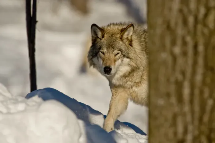 Framed Print : Gray Wolf. A Gray Wolf partially hidden behind a tree