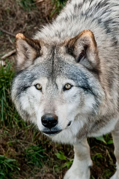Gray Wolf. A Gray Wolf is looking up and forward