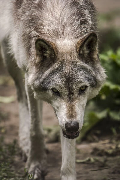 Gray Wolf. A gray wolf is looking directly ahead, with head slightly low
