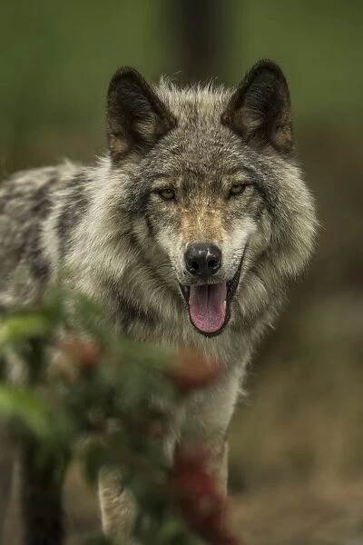 Gray Wolf. A Gray Wolf with its mouth open to keep cool on a hot summer day