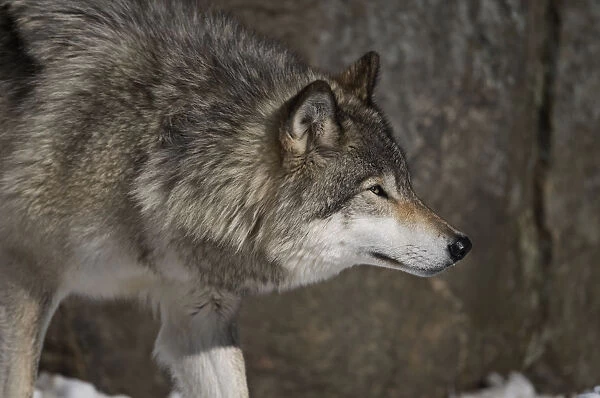 Gray Wolf. A Gray Wolf is standing in front of a rock wall