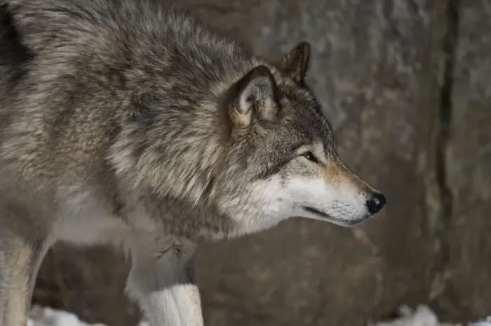 Framed Print : Gray Wolf. A Gray Wolf is standing in front of a rock wall Framed Print : Gray Wolf. A Gray Wolf is standing in front of a rock wall
