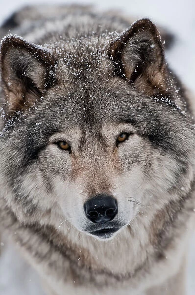 Gray wolf. A portrait photograph of a gray or timber wolf looking straight to camera