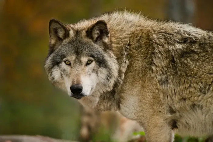 Framed Print : Gray wolf. Michael Cummings, 593711917 Framed Print : Gray wolf. Michael Cummings, 593711917