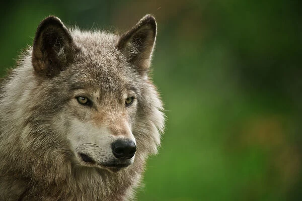 Gray Wolf. Portrait photograph of an Eastern Gray Wolf or Timber Wolf with