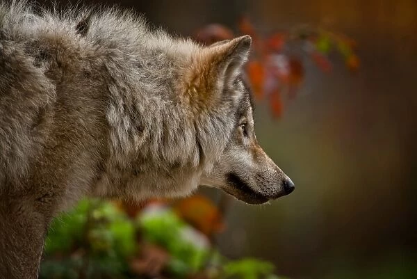 Gray wolf. A Gray or timber wolf is looking off to the right