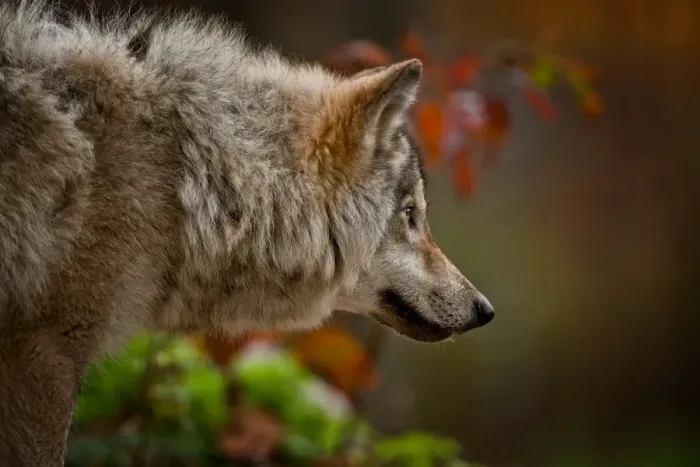 Framed Print : Gray wolf. A Gray or timber wolf is looking off to the right Framed Print : Gray wolf. A Gray or timber wolf is looking off to the right
