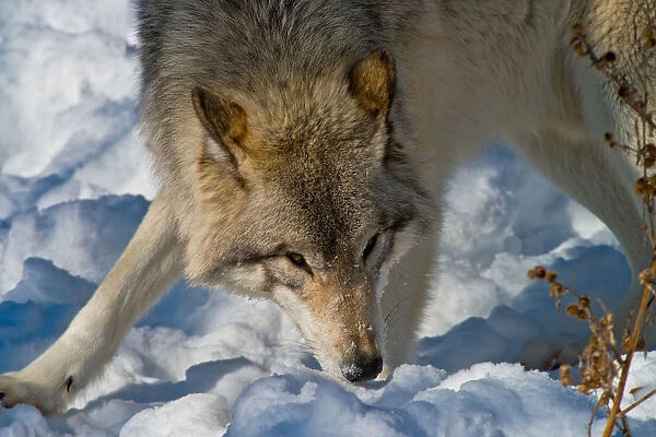 Gray Wolf. An Eastern Gray Wolf or Timber Wolf playing in the snow