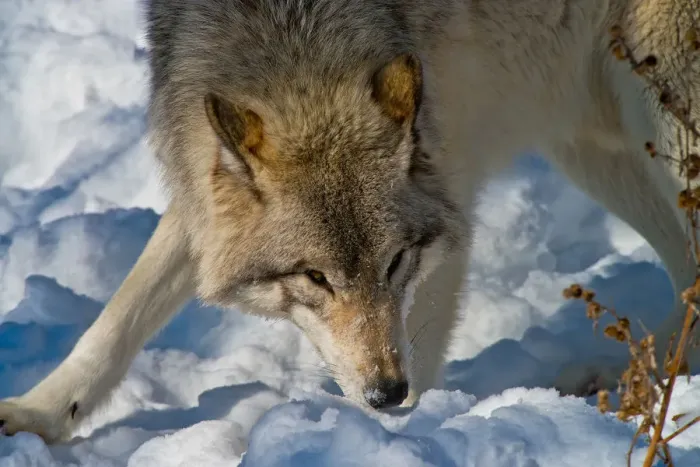 Framed Print : Gray Wolf. An Eastern Gray Wolf or Timber Wolf playing in the snow Framed Print : Gray Wolf. An Eastern Gray Wolf or Timber Wolf playing in the snow