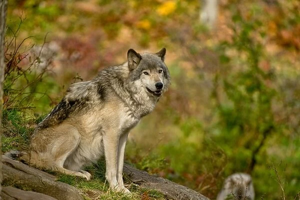 Gray Wolf In Autumn
