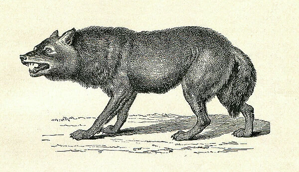 Gray Wolf Canis Lupus snarling illustration