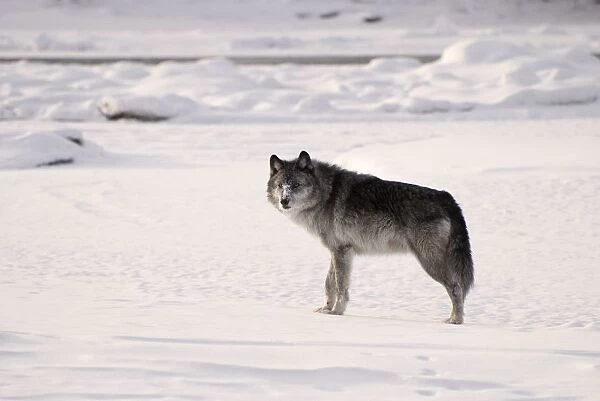 Gray wolf (Canis lupus) in the snow