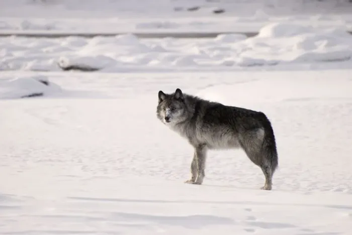 Framed Print : Gray wolf (Canis lupus) in the snow Framed Print : Gray wolf (Canis lupus) in the snow