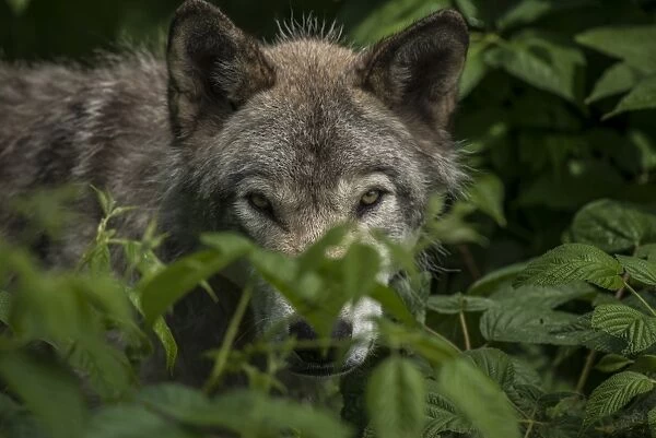 Gray Wolf Behind Leaves