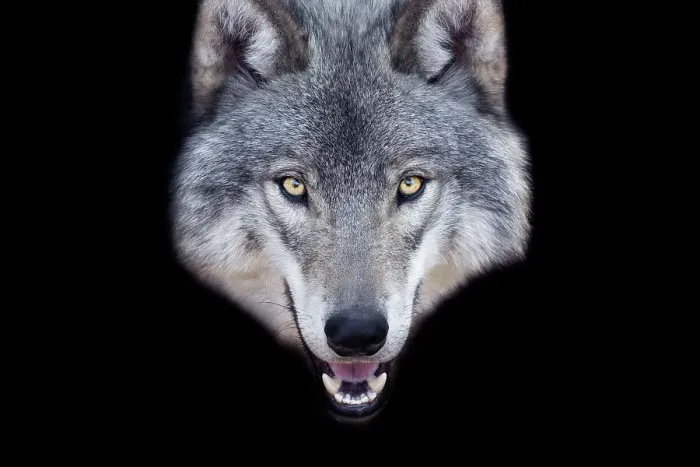 Framed Print : Gray Wolf Portrait Framed Print : Gray Wolf Portrait