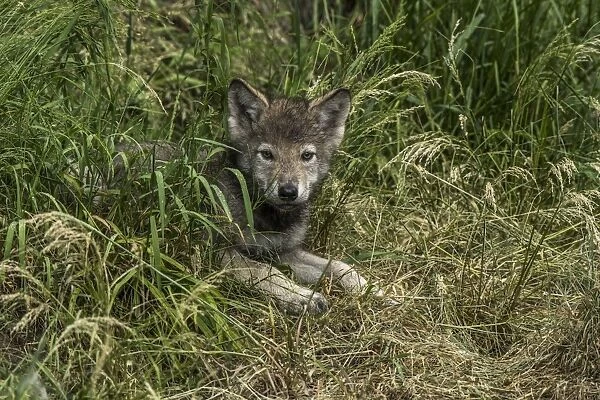 Gray Wolf Pup