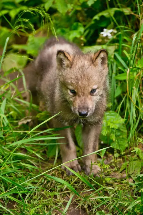 Framed Print : Gray wolf pup Framed Print : Gray wolf pup