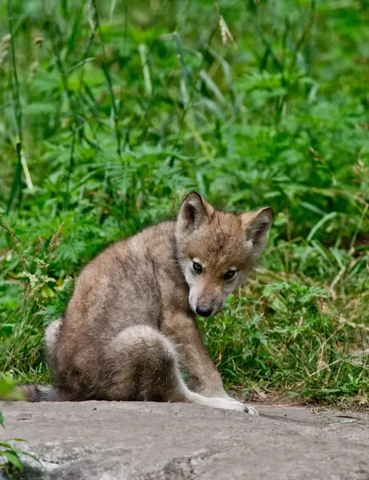 Framed Print : Gray wolf pup Framed Print : Gray wolf pup