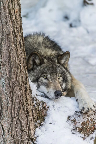Gray Wolf Resting In The Snow