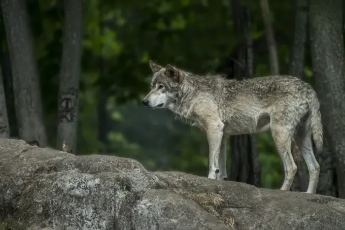 Framed Print : Gray Wolf On Rock Framed Print : Gray Wolf On Rock
