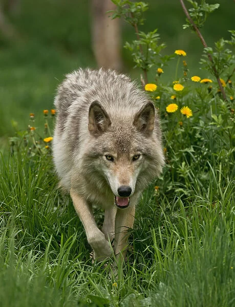 Gray wolf in Summer