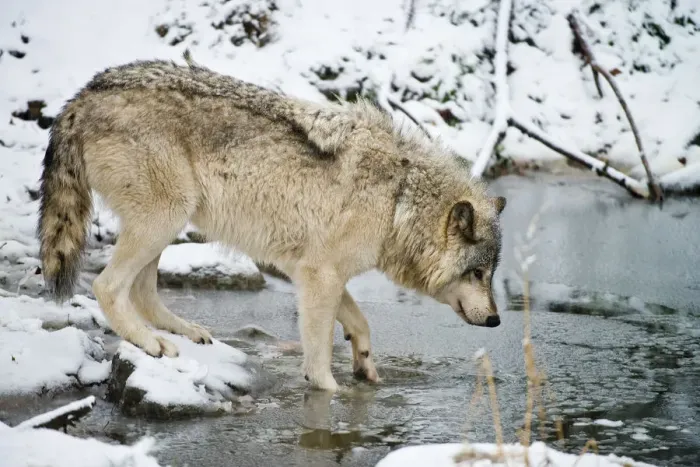 Framed Print : Gray wolf taking a drink Framed Print : Gray wolf taking a drink