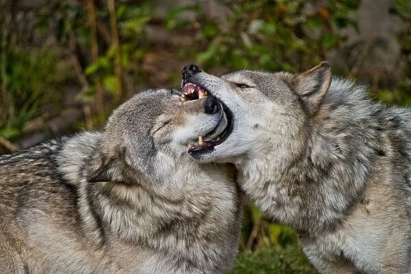 Gray Wolves