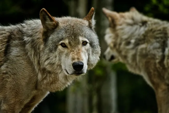 Framed Print : Gray Wolves