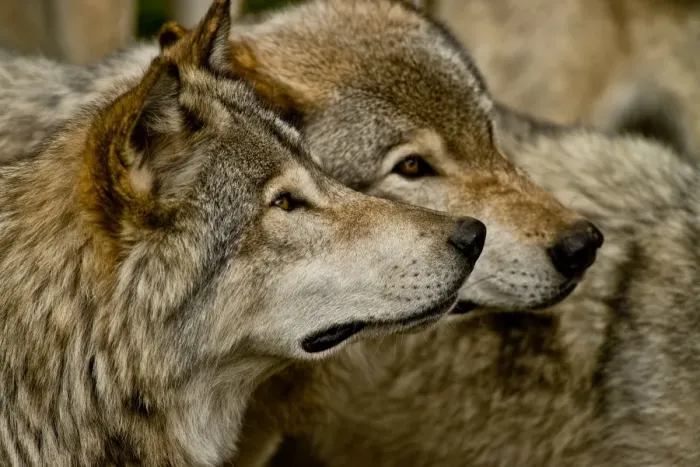Framed Print : Gray Wolves