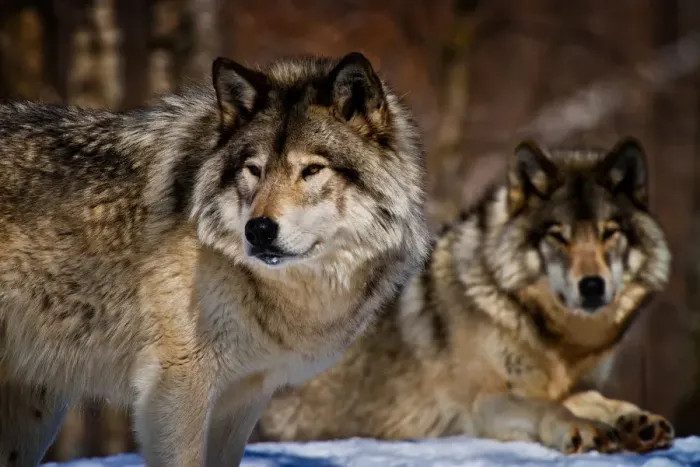 Framed Print : Gray Wolves