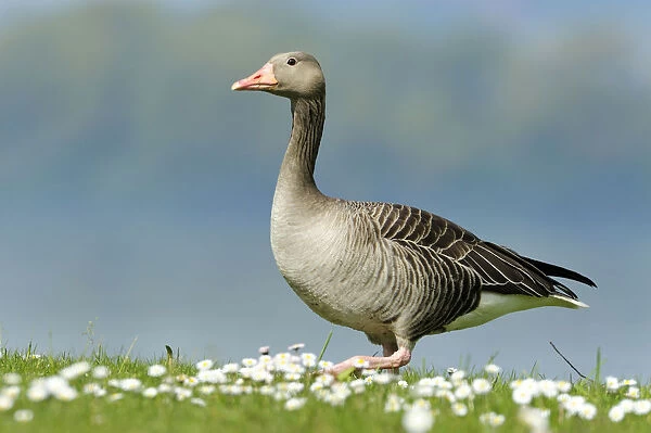 Graylag goose -Anser anser- standing in a meadow with daisies, Zug, Switzerland, Europe