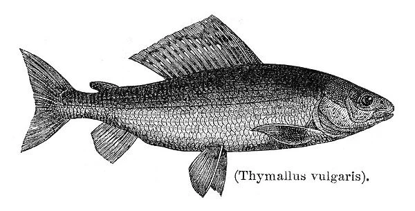 Grayling fish engraving 1897