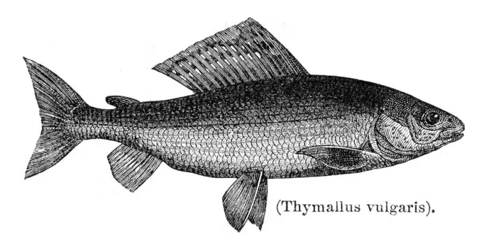 Framed Print : Grayling fish engraving 1897